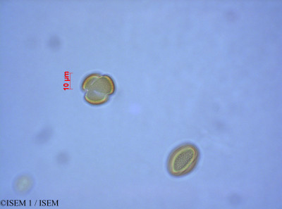 ISEM 1/Tamarix_gallica_27578/Tamarix_gallica_27578_0001(copy)_thumb.jpg